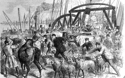 0507 | 英国农场主和牧场主牲畜保险公司